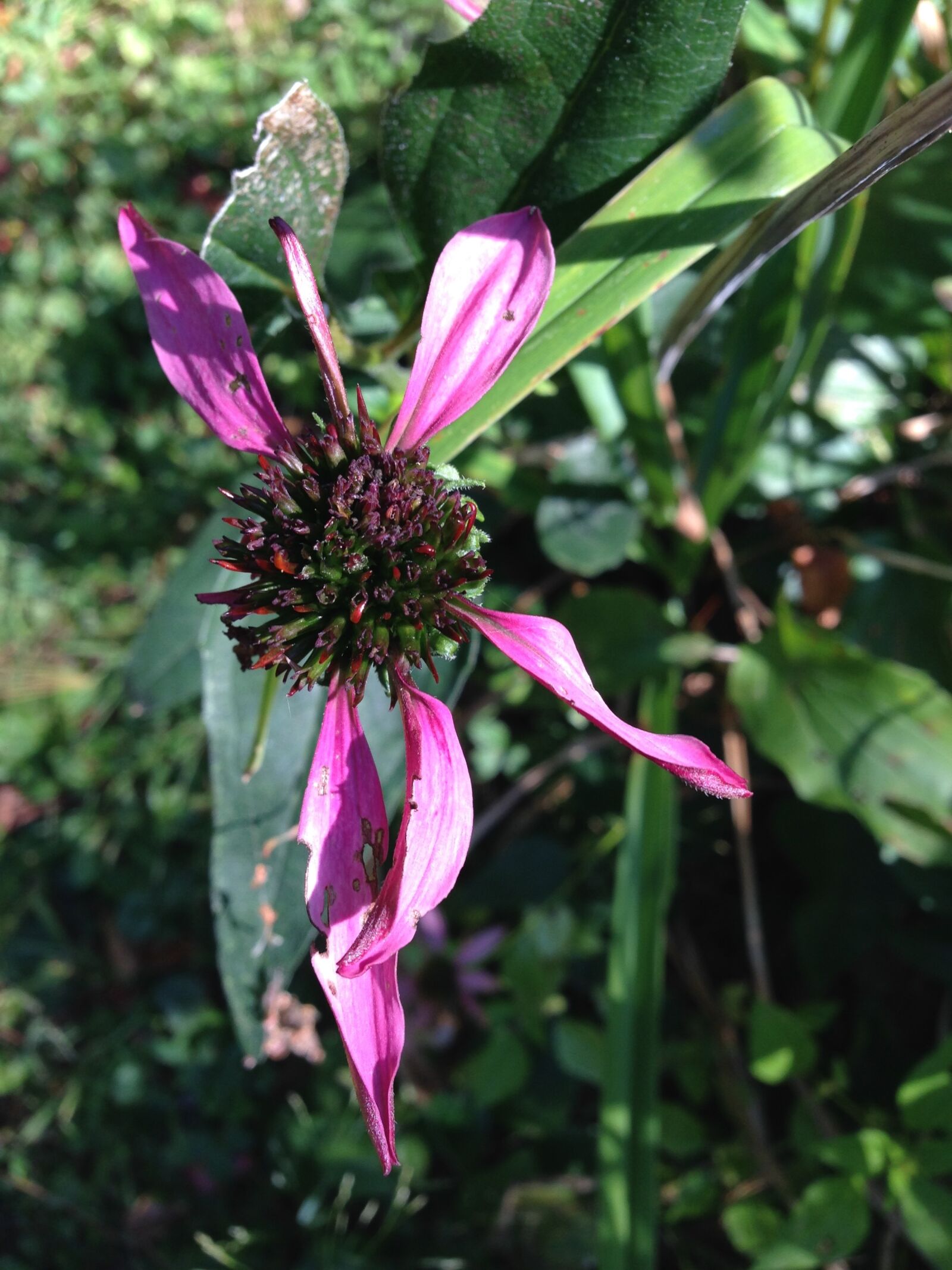 iPhone 5 back camera 4.12mm f/2.4 sample photo. Black-eyed susans, dried flowers photography