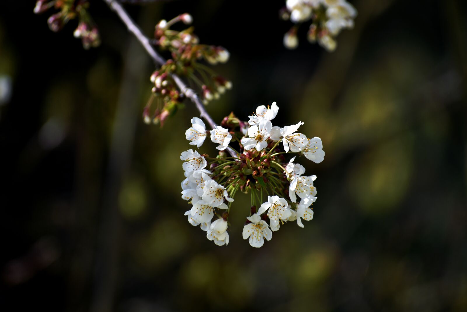 Nikon D3400 sample photo. Flowers, blossom, spring photography