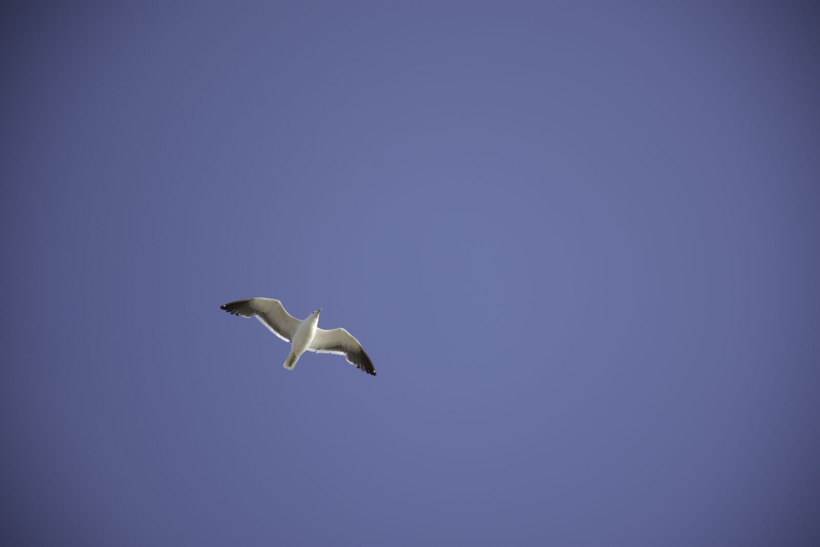 Nikon D7200 sample photo. Sky, seagull, animals photography