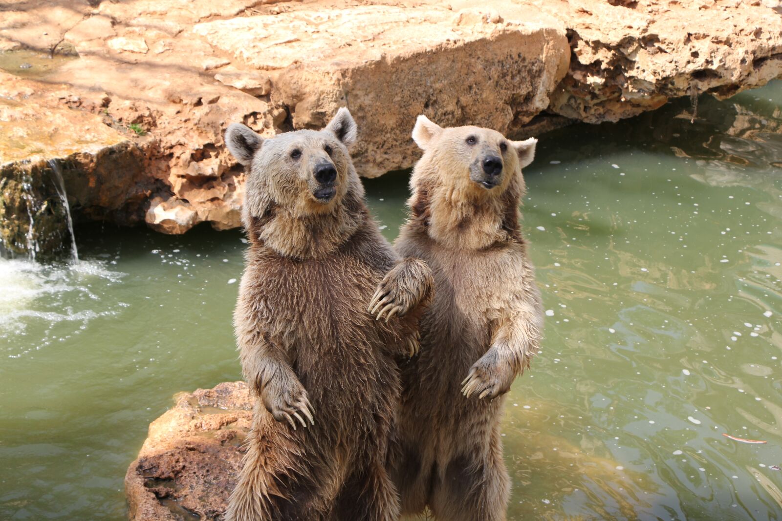 Canon EOS 60D sample photo. Grizzli, ours, zoo photography