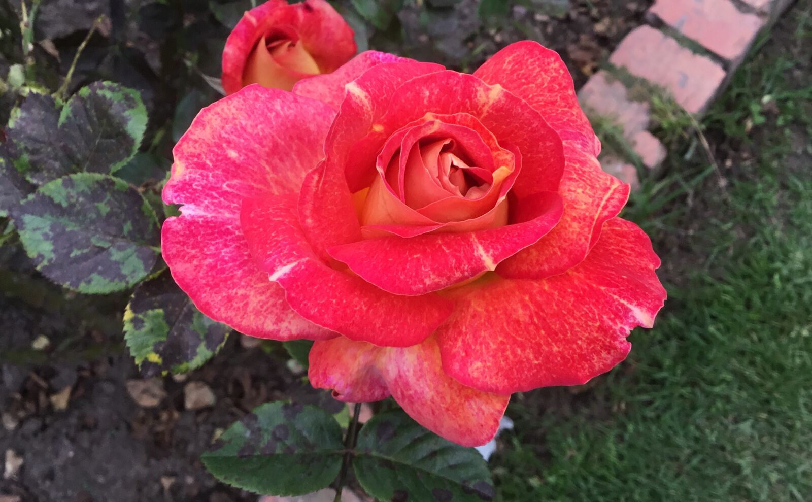 iPad Pro back camera 3.3mm f/2.4 sample photo. Flower, red roses, petals photography