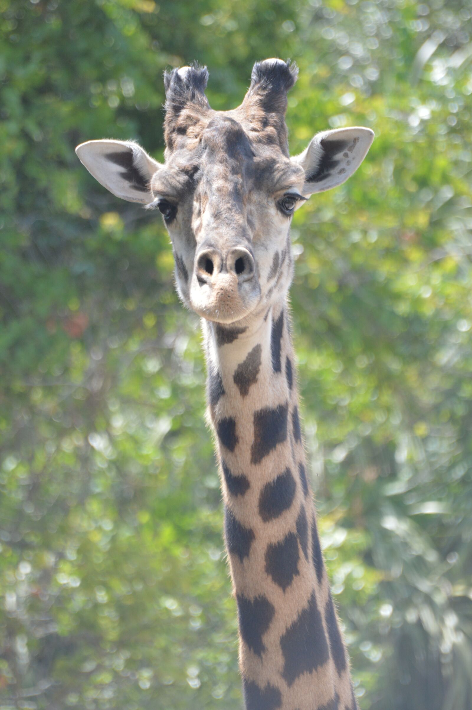Nikon D3200 sample photo. Giraffe, neck, zoo photography
