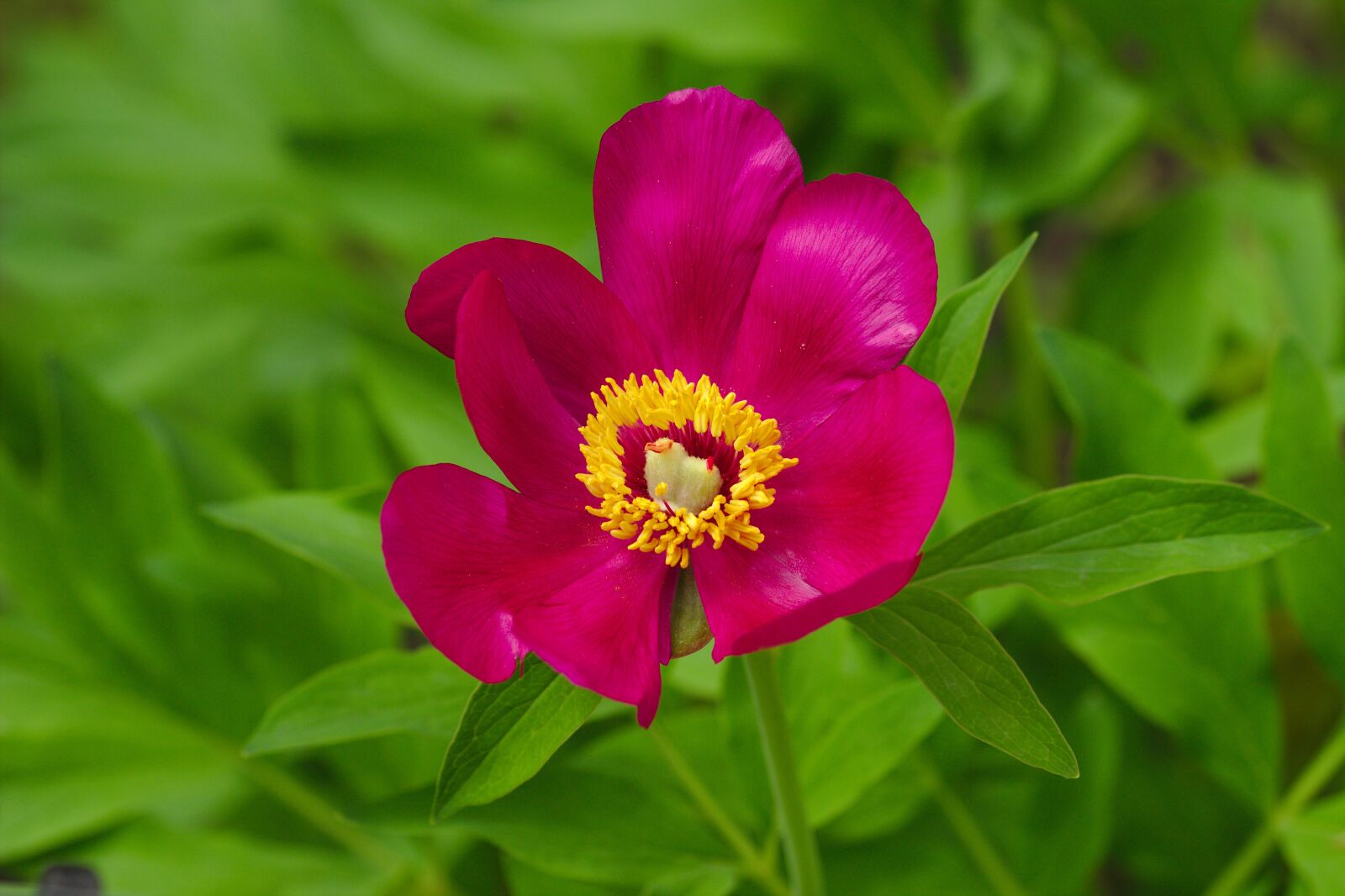 Canon EOS 600D (Rebel EOS T3i / EOS Kiss X5) sample photo. Flower, pink, nature photography