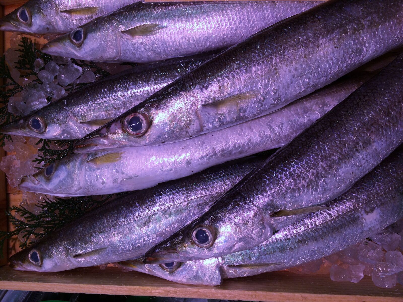 iPhone 5s back camera 4.15mm f/2.2 sample photo. Saury, ice, fish photography
