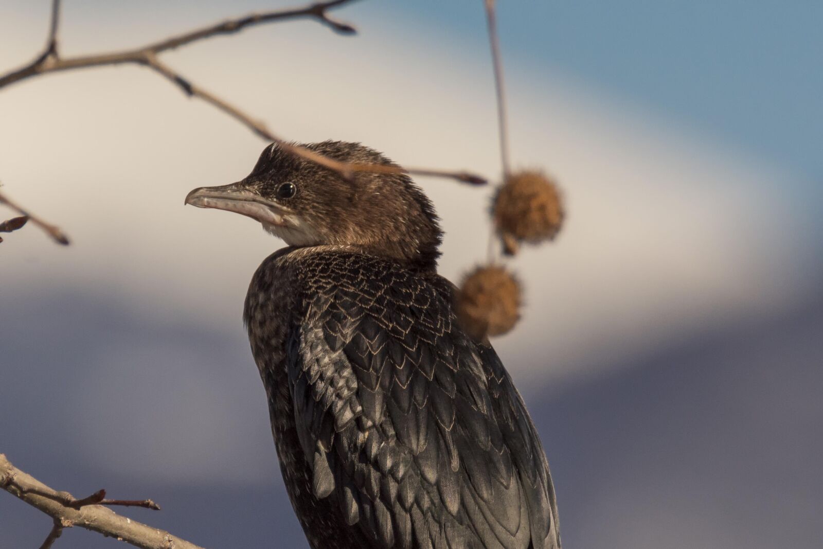 Nikon D7200 sample photo. Bird, lake, nature photography