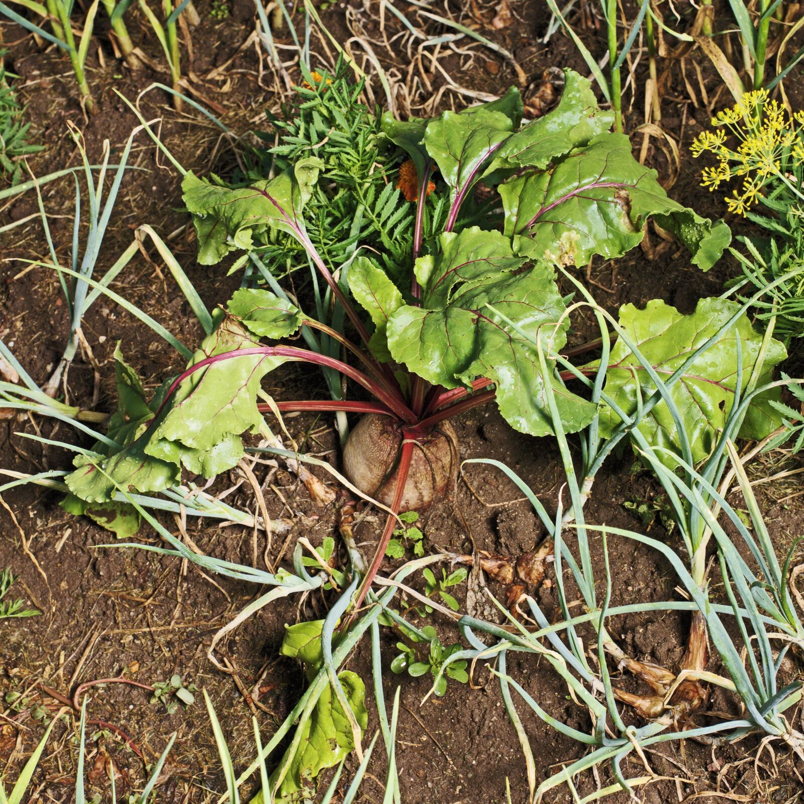 Canon EOS-1Ds Mark III sample photo. Beetroot, bed, turnip photography