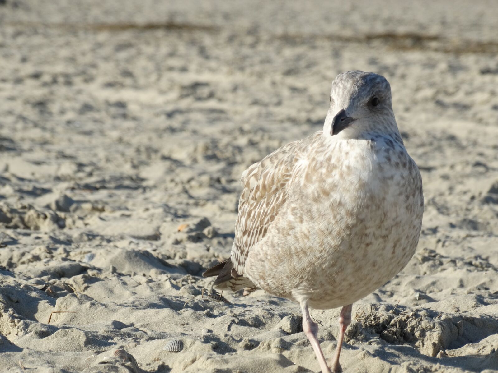 Sony Cyber-shot DSC-HX300 sample photo. Seagull, gull, bird photography