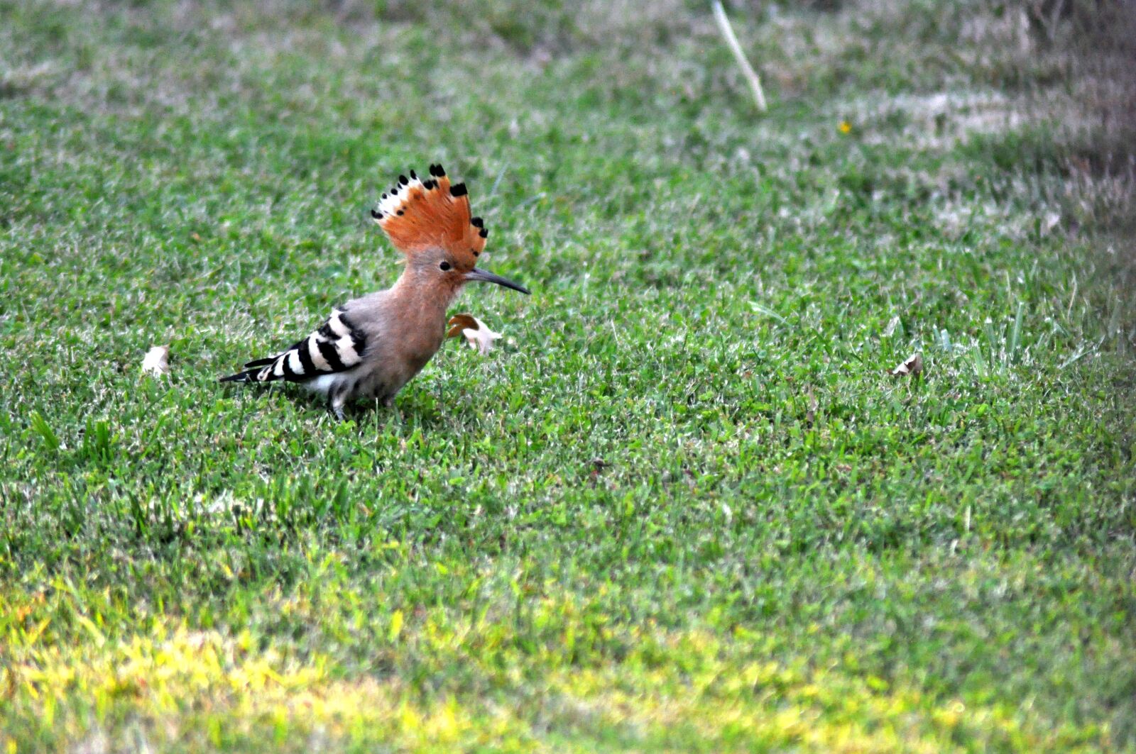 Nikon D90 sample photo. Hoopoe, bird, animal photography