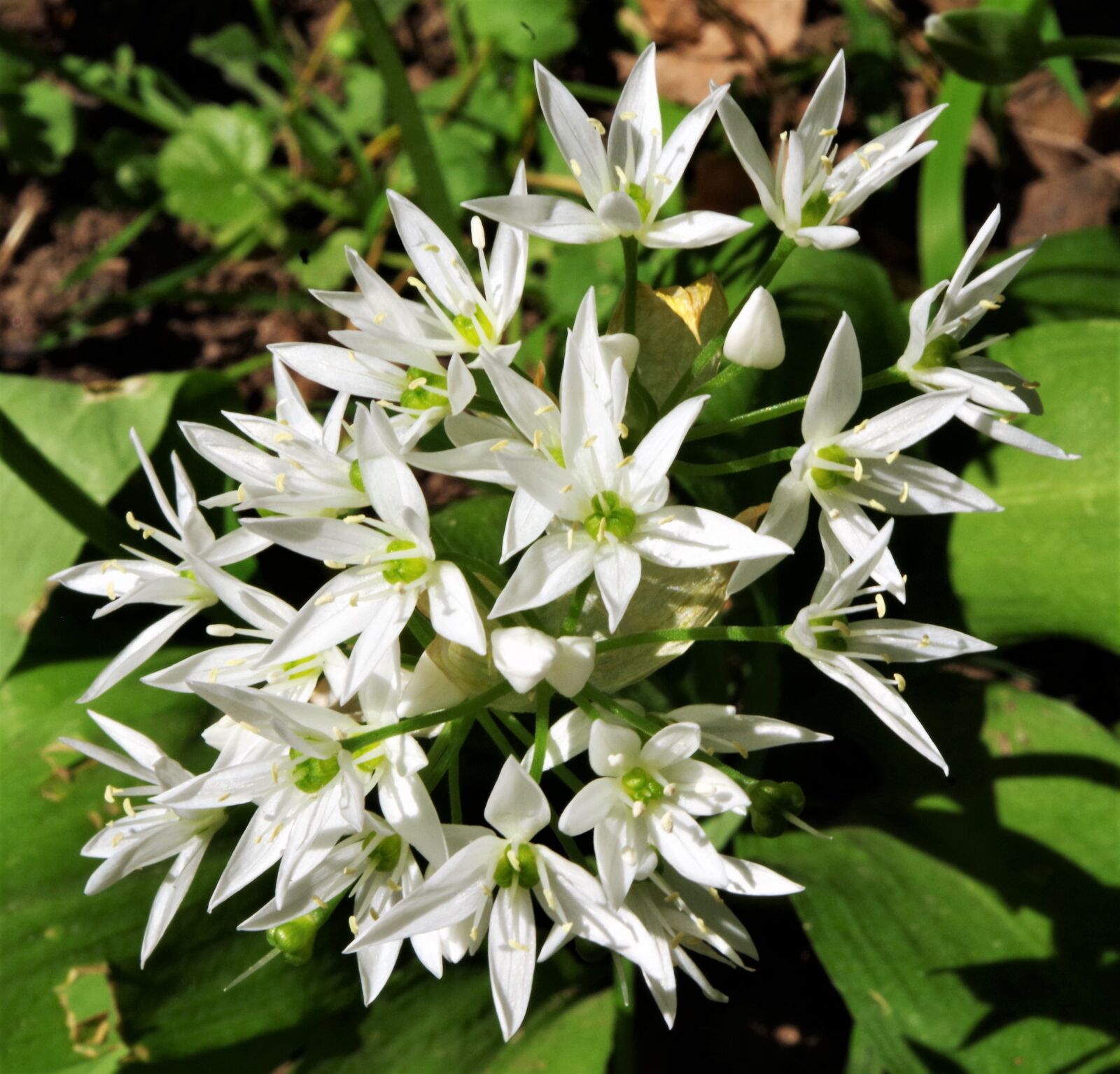Pentax K-50 sample photo. Flowers, white flowers, wildflowers photography