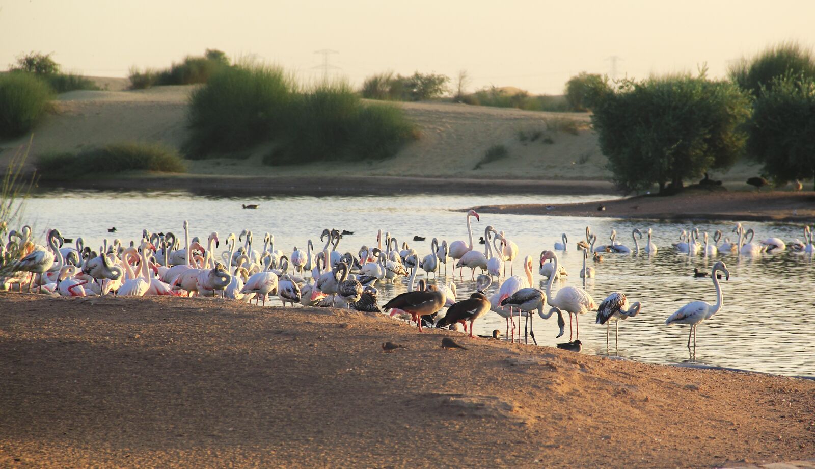 Canon EOS 60D sample photo. Water, bird, lake photography