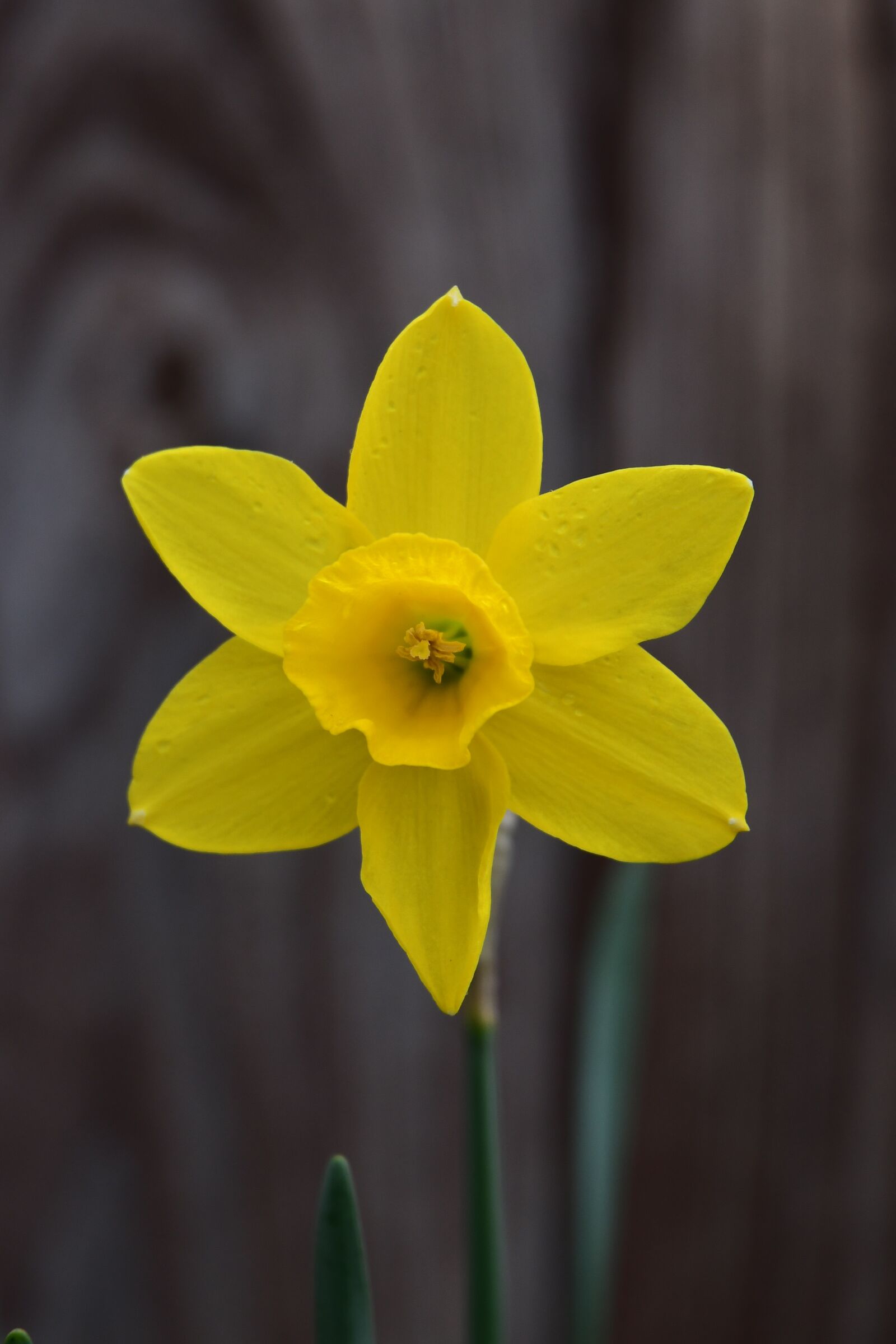 Nikon D7500 sample photo. Daffodil, yellow flower, blossom photography