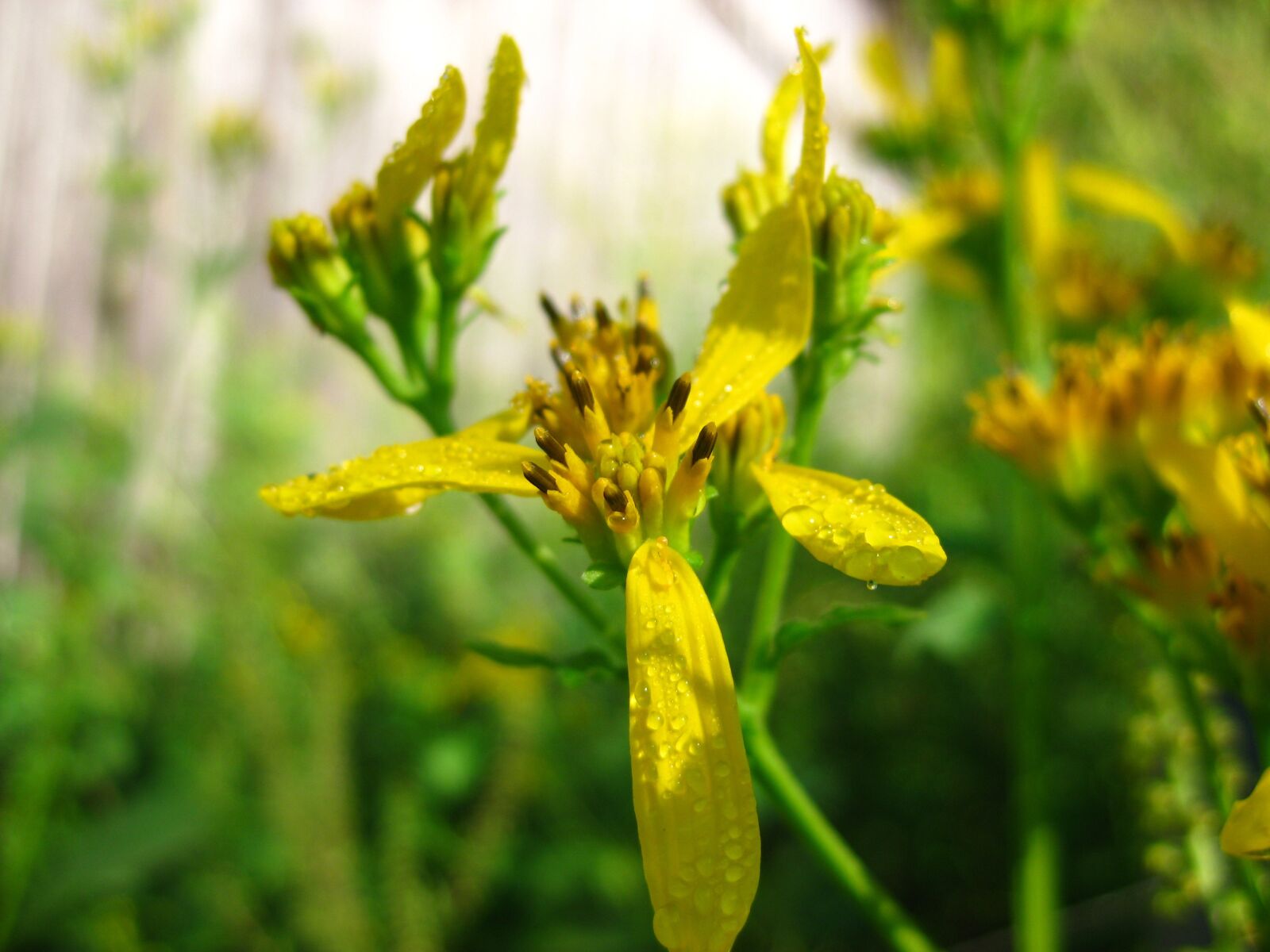 Canon PowerShot SD1100 IS (Digital IXUS 80 IS / IXY Digital 20 IS) sample photo. Nature, wildflower, yellow photography