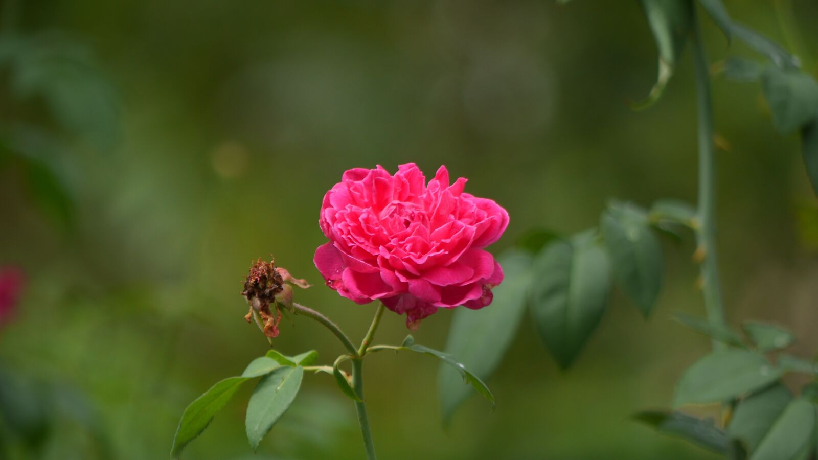 Panasonic Lumix DMC-GH3 sample photo. Nature, flora, flower photography