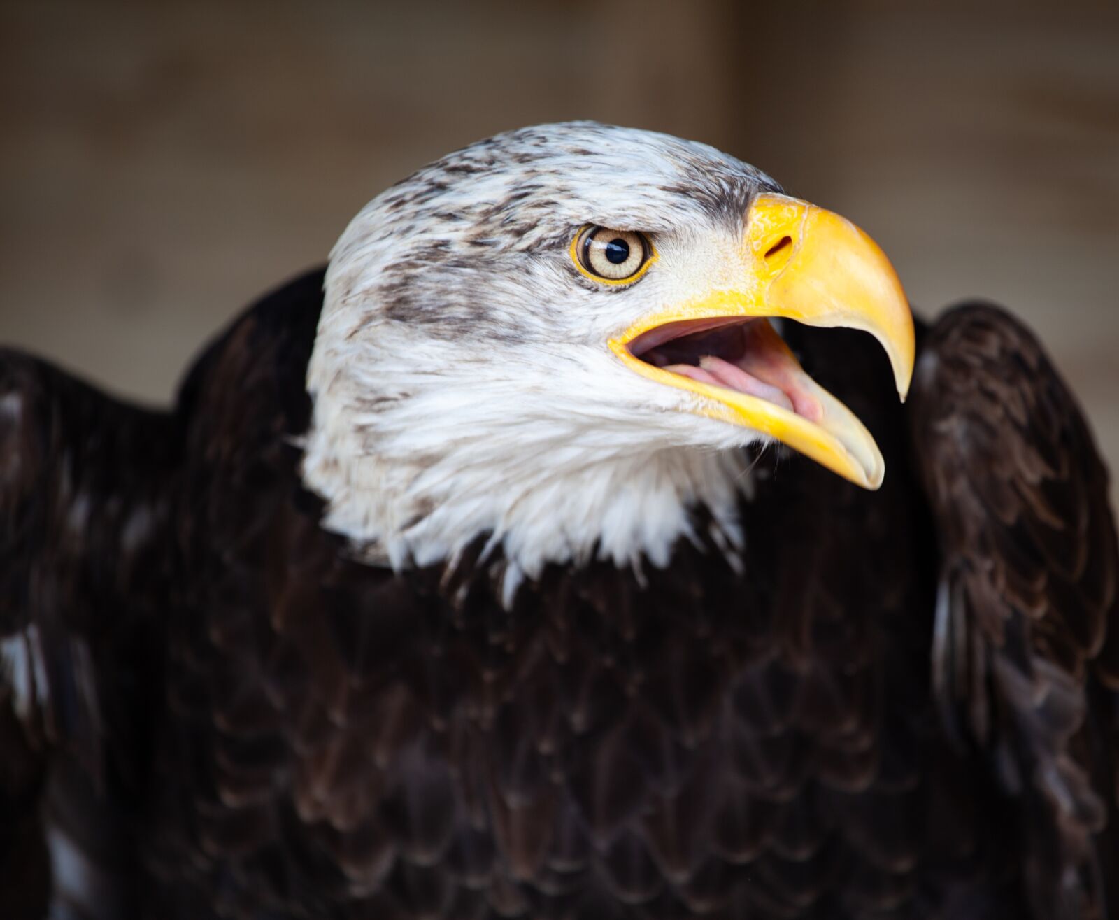 Canon EOS 5D Mark II sample photo. Bald eagle, eagle, bird photography