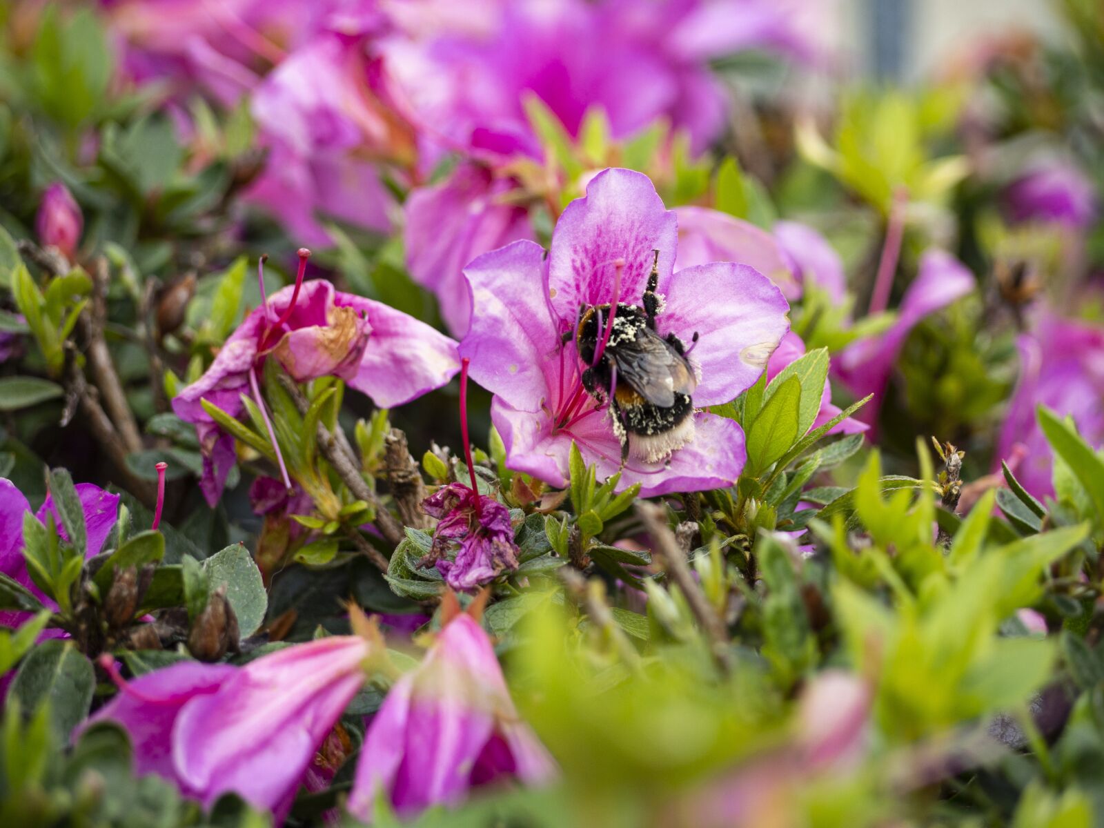 Olympus OM-D E-M10 II sample photo. Bourdon, spring, garden photography
