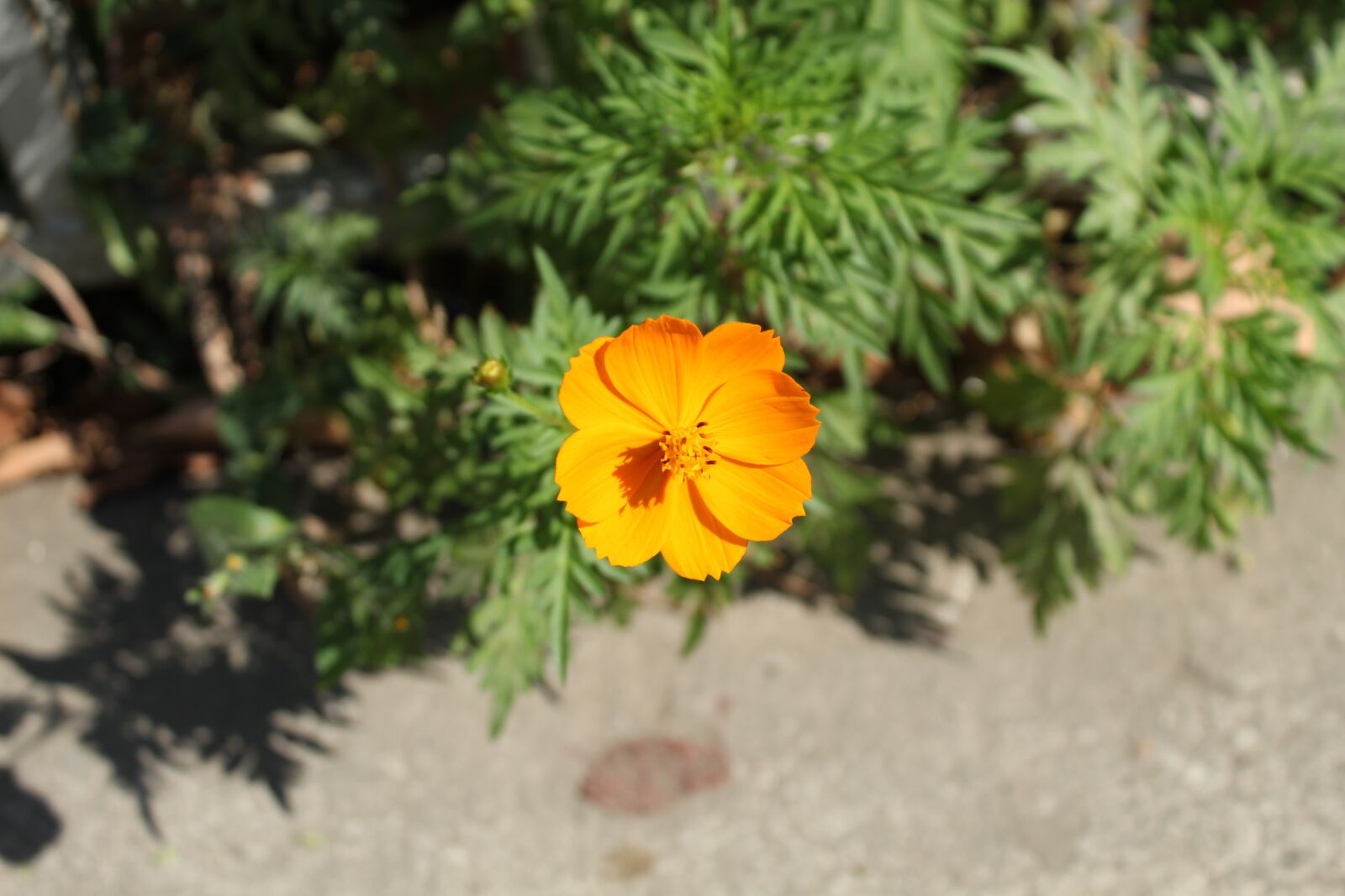 Canon EOS 1300D (EOS Rebel T6 / EOS Kiss X80) sample photo. Orange flower, orange petals photography