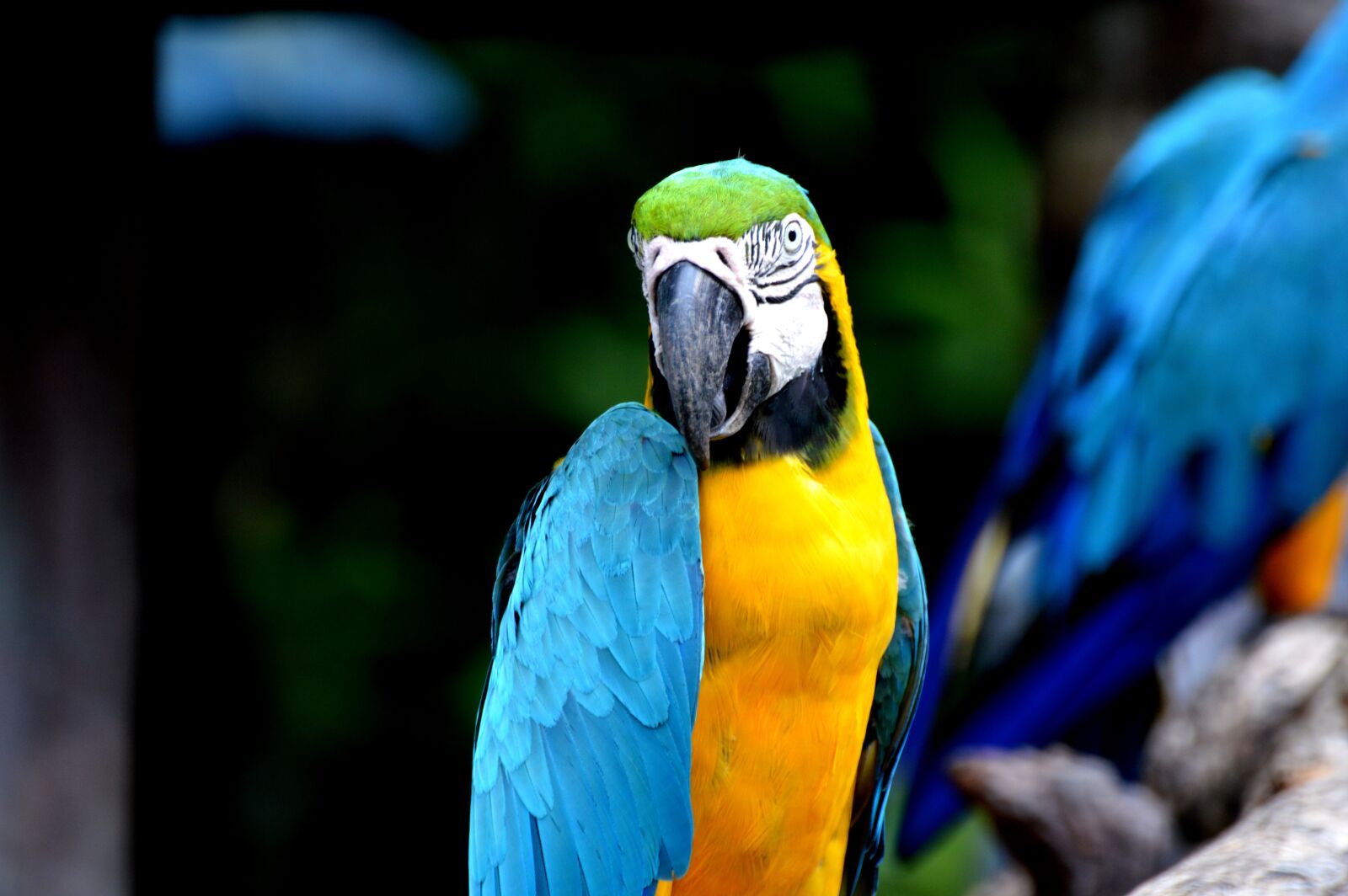 Nikon D3200 sample photo. Parrot, bird, colorful photography
