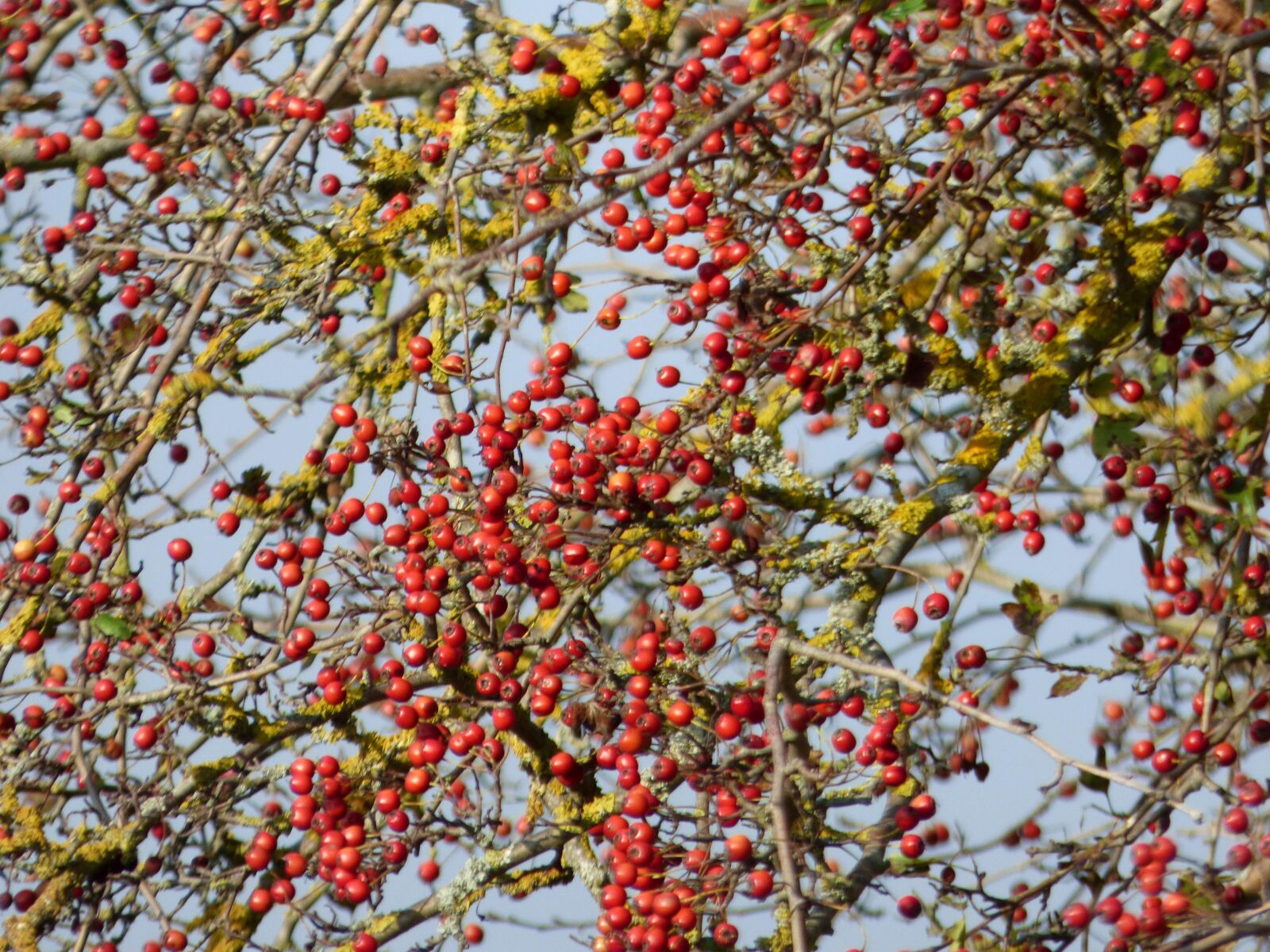 Panasonic DMC-FZ72 sample photo. Berries, red, fruit photography