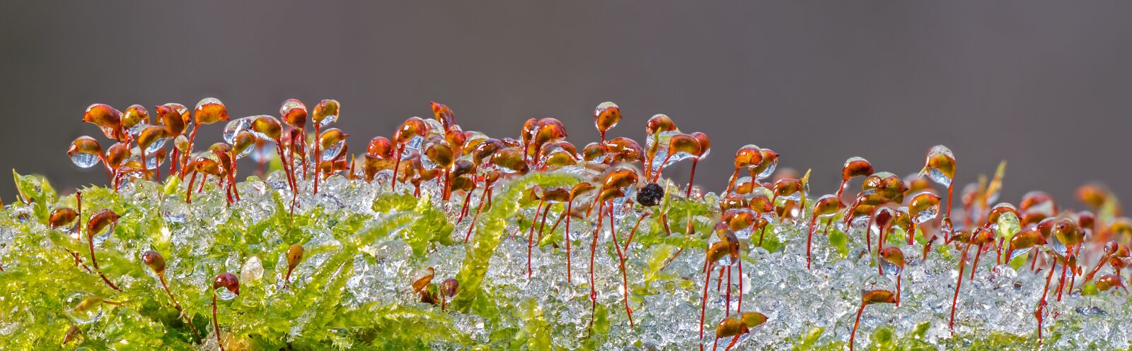 Panasonic Lumix DC-G9 sample photo. Ice, iced, freezing rain photography
