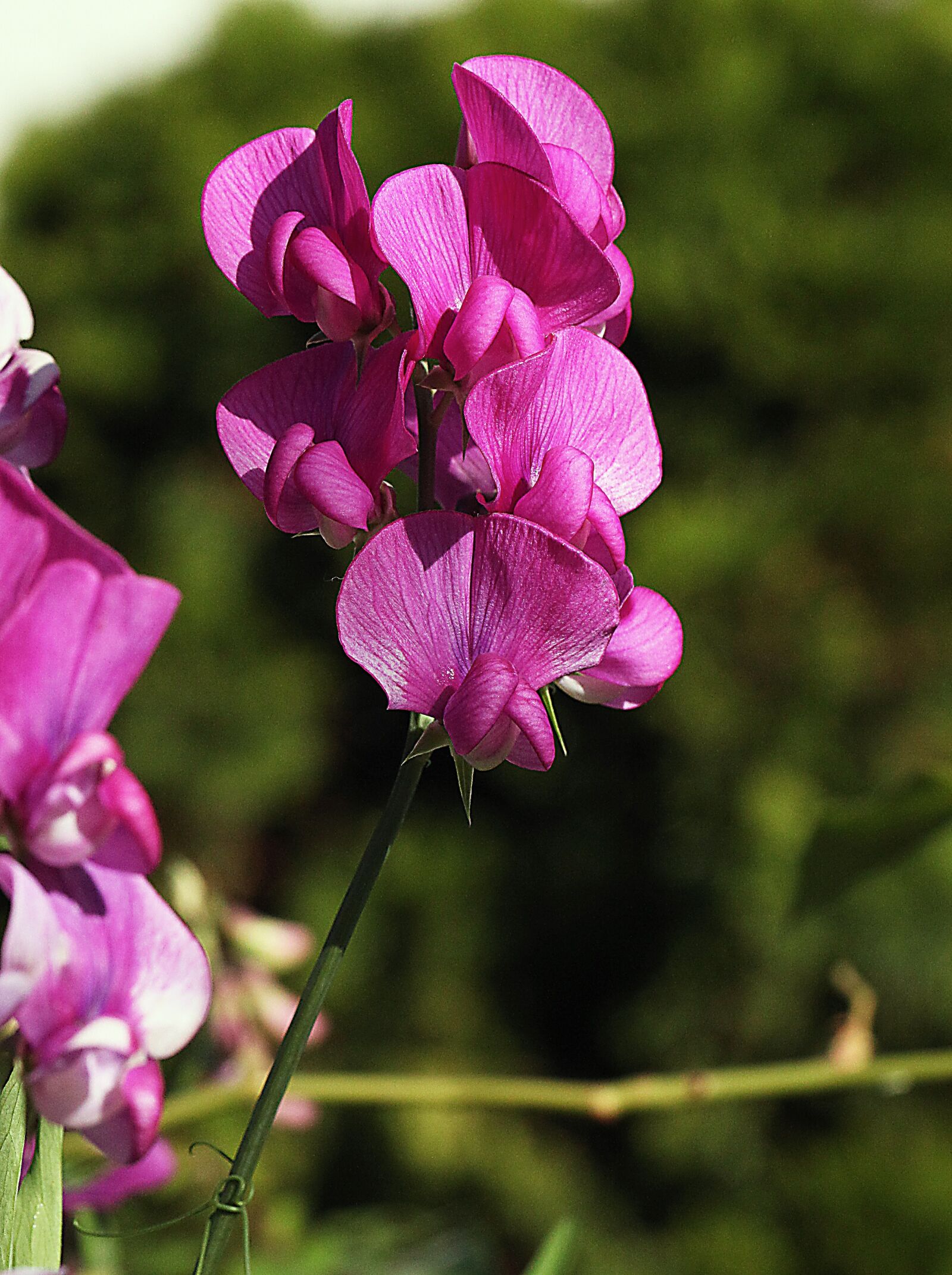 Canon EOS 5D Mark II sample photo. Flower, peas, seasons of photography