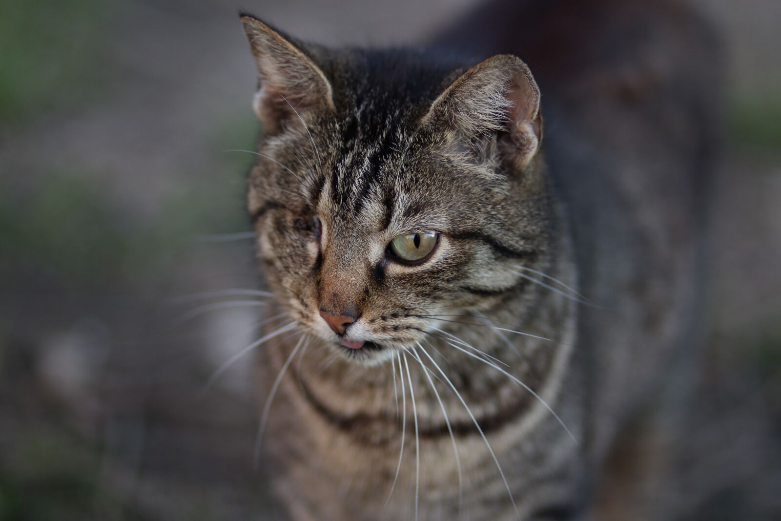 Canon EOS 700D (EOS Rebel T5i / EOS Kiss X7i) + Canon EF 85mm F1.8 USM sample photo. Cat, coloring, pet photography
