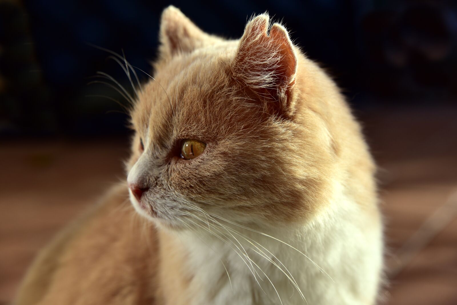 Nikon D750 sample photo. Cat, pet, domestic cat photography