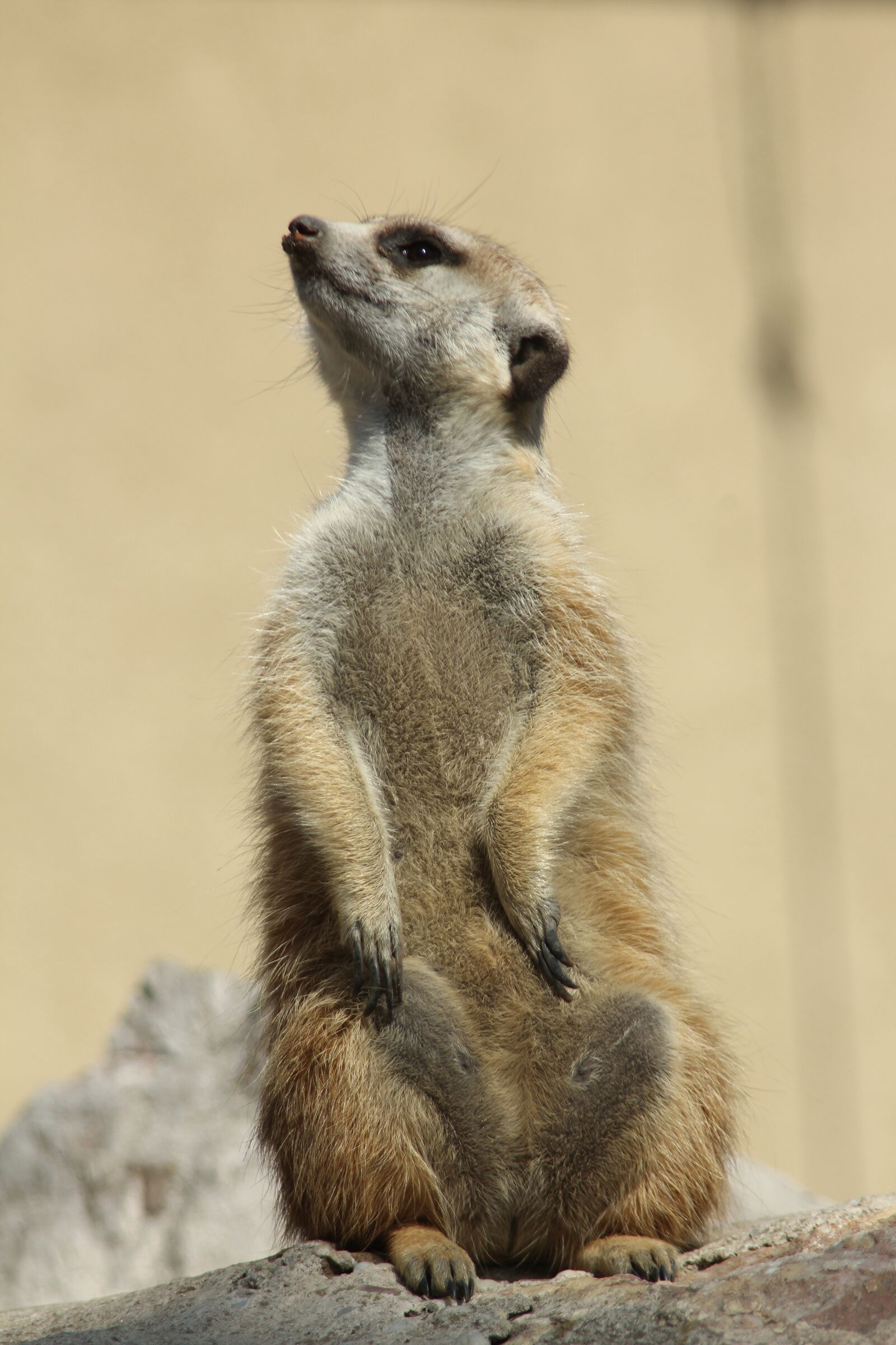 Canon EOS 650D (EOS Rebel T4i / EOS Kiss X6i) sample photo. Animal, small, rodent photography