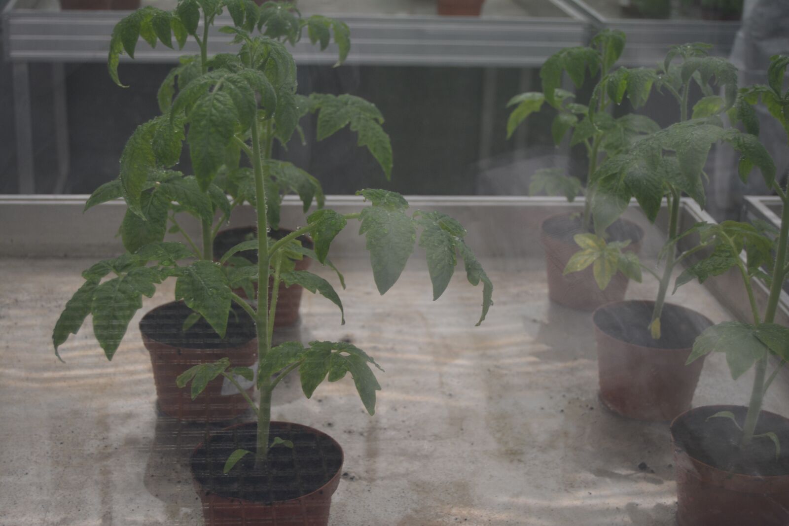 Nikon D5200 sample photo. Tomato plant, greenhouse, tomato photography