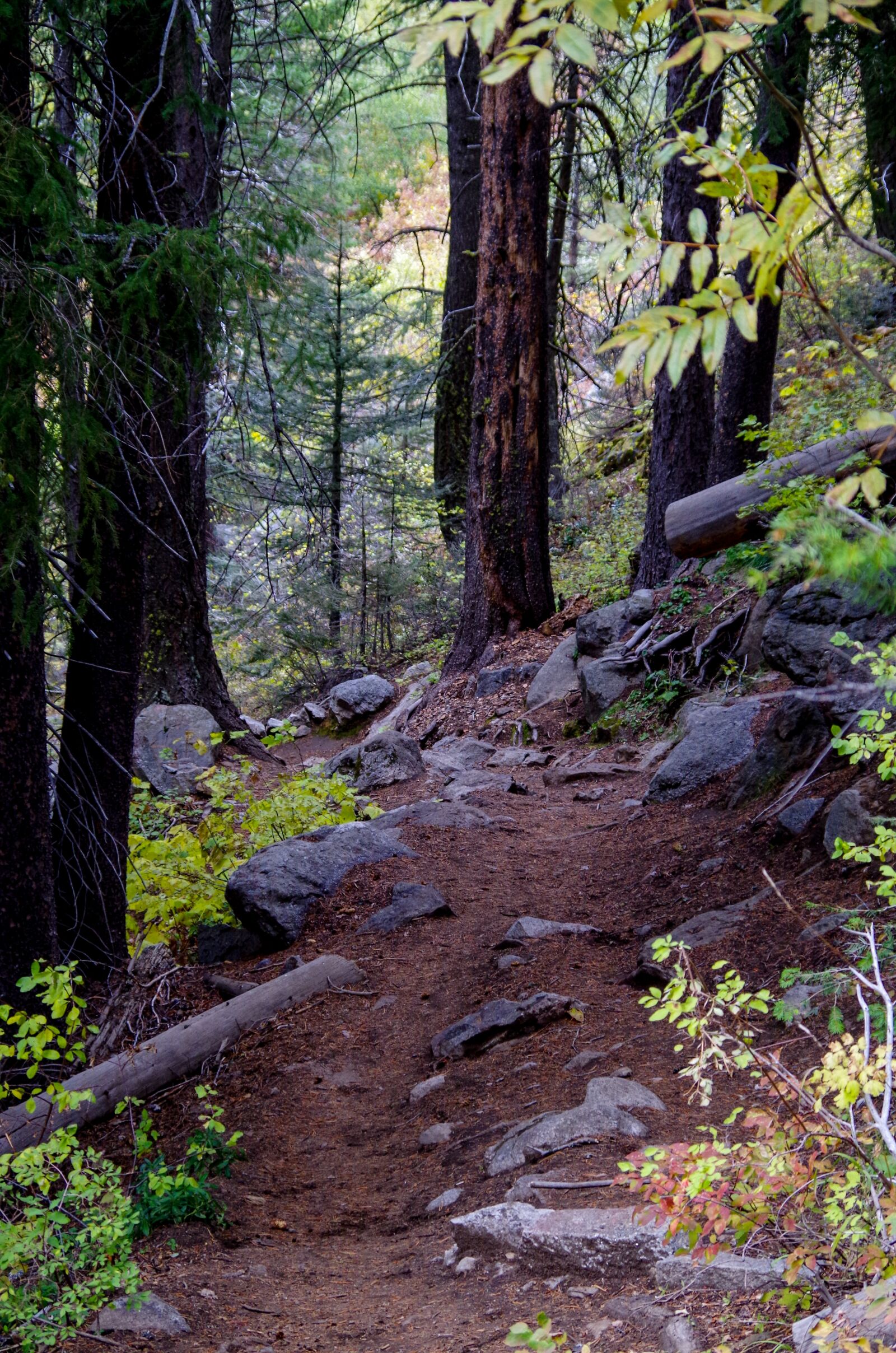Pentax K-50 sample photo. Forest trail, mountain trail photography
