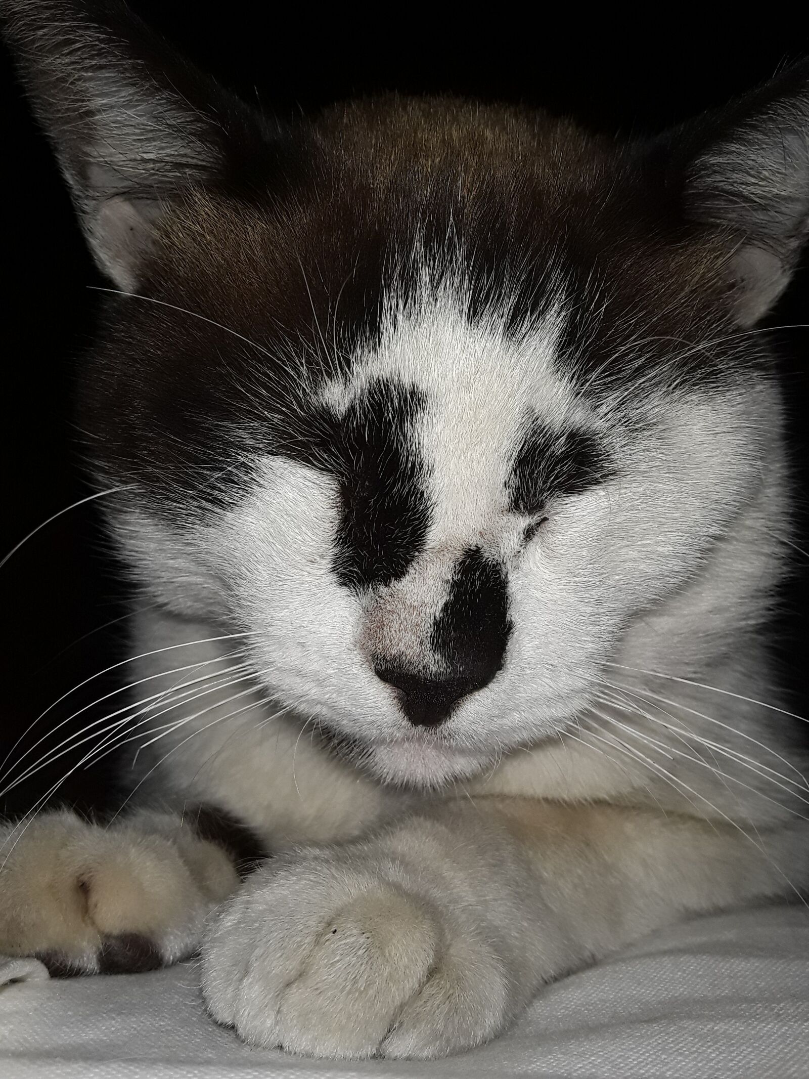 Samsung Galaxy J2 Core sample photo. Cat, bank, black photography