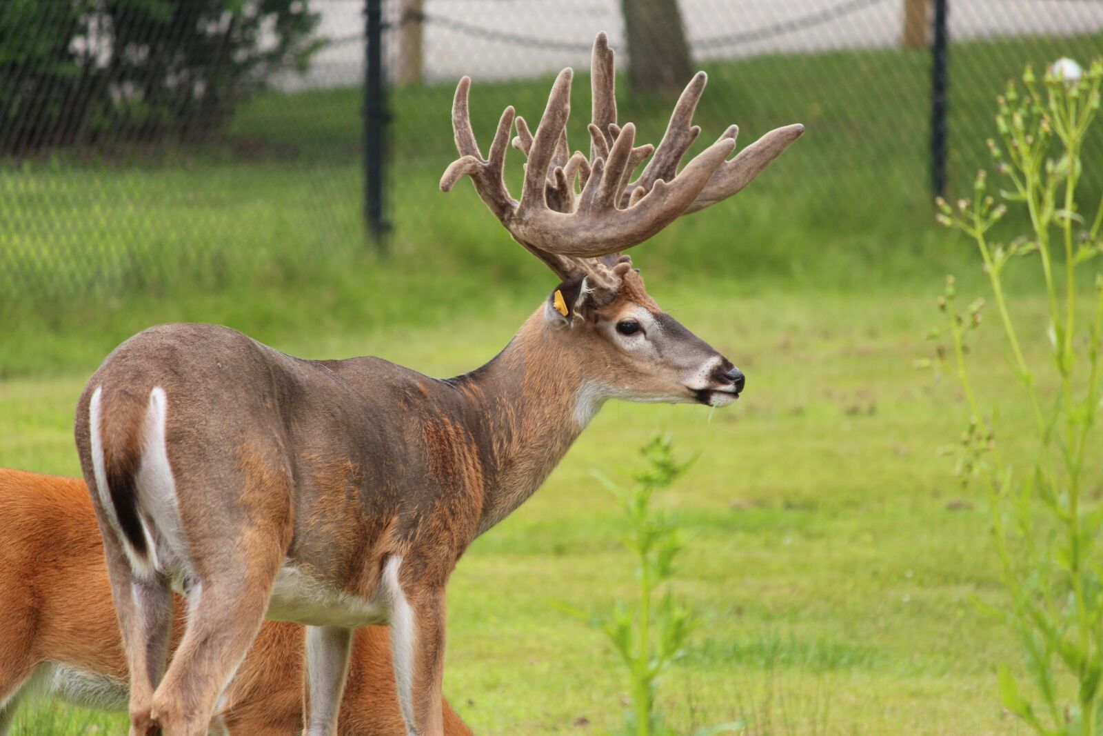 Canon EOS 650D (EOS Rebel T4i / EOS Kiss X6i) + Canon EF-S 55-250mm F4-5.6 IS II sample photo. Whitetail deer, animal, antlers photography