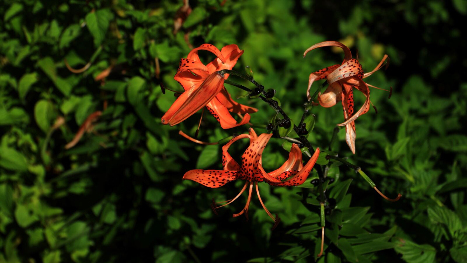 Canon EOS 5D Mark IV sample photo. Flowers, affix, plants photography