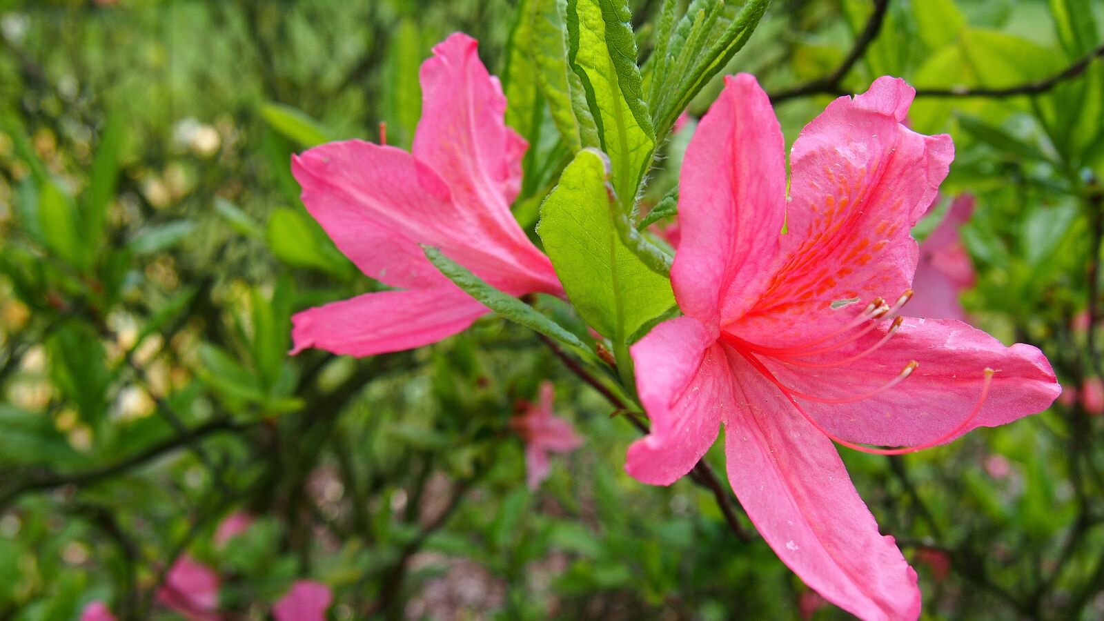 Olympus PEN E-PL6 sample photo. Azalea, flower, pink photography