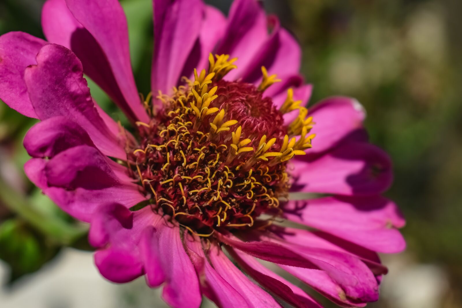 Nikon D3300 sample photo. Stamens, flower, bloom photography