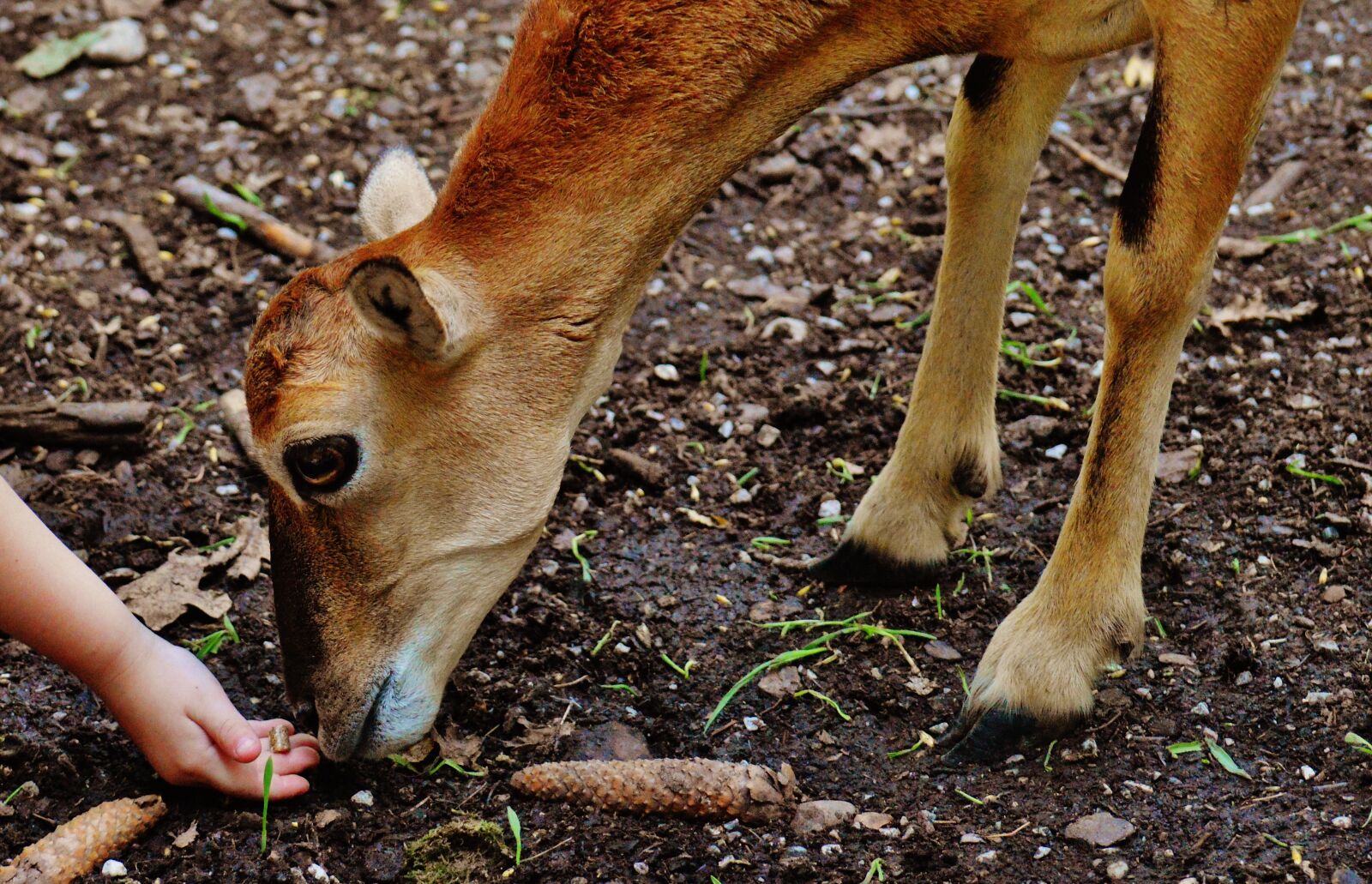 Nikon D3200 sample photo. Roe deer, child, feed photography