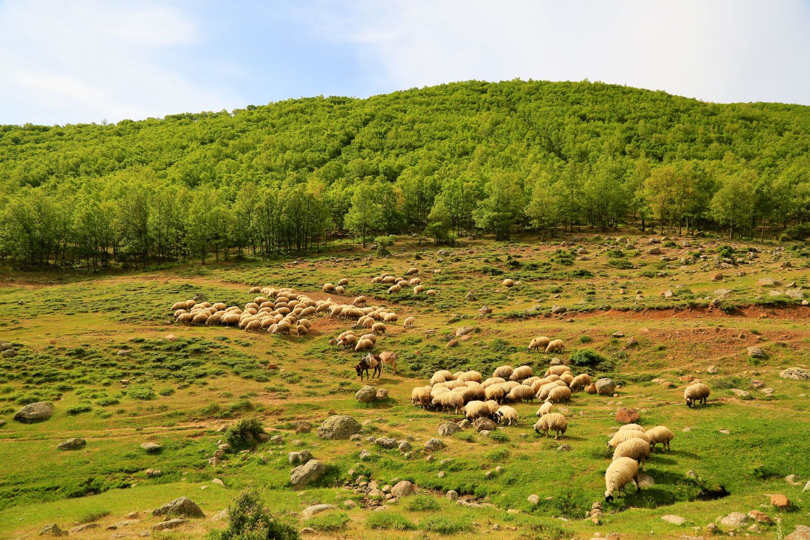 Canon EOS 5D Mark III sample photo. Sheep, choudhury, dog photography