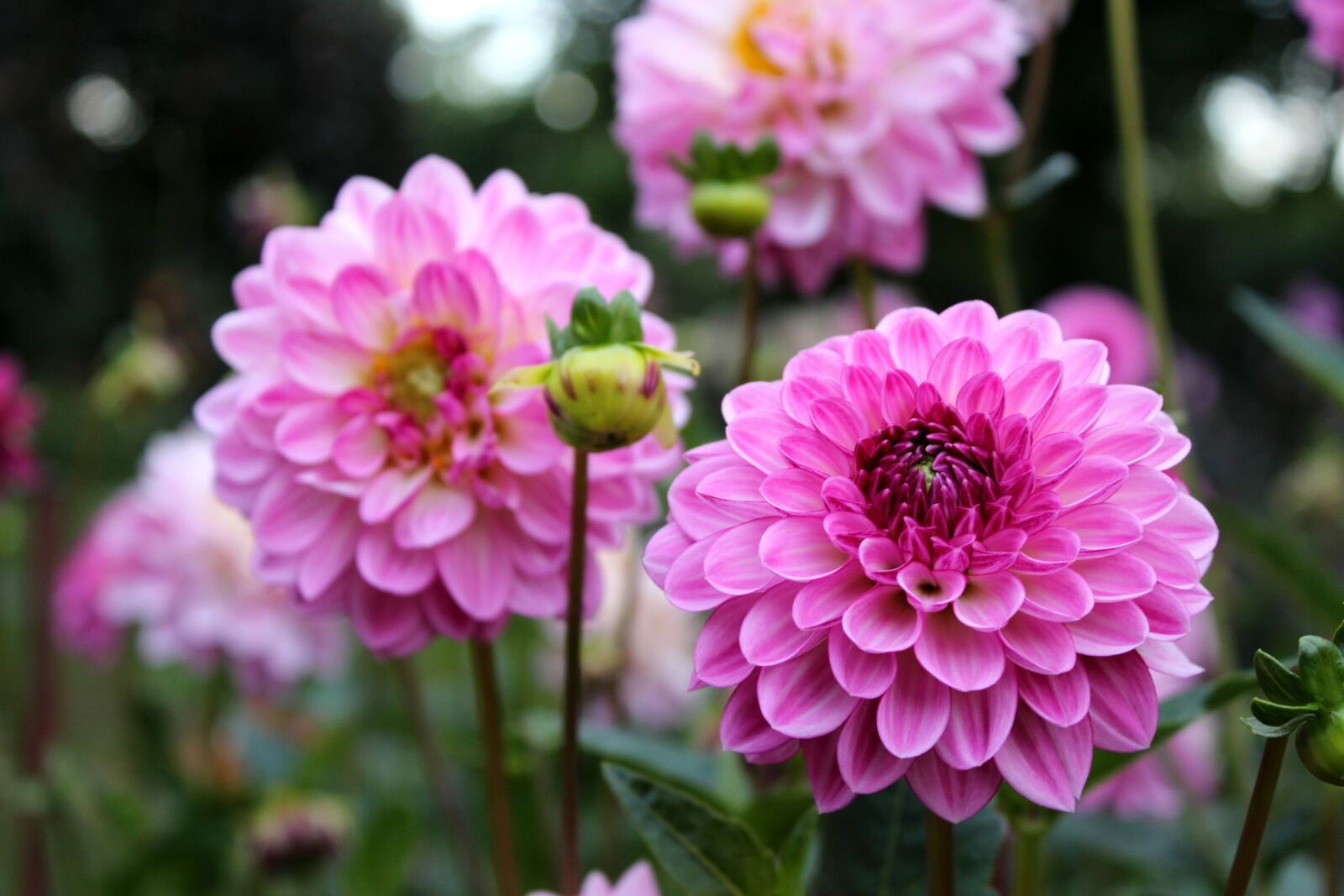 Canon EOS 600D (Rebel EOS T3i / EOS Kiss X5) sample photo. Flower, pink, blossom photography
