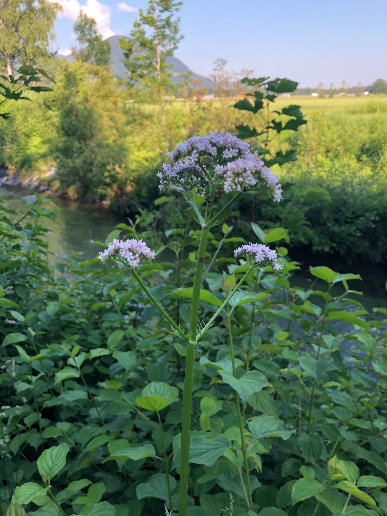 iPhone X back dual camera 4mm f/1.8 sample photo. Meadow, flower, wild photography
