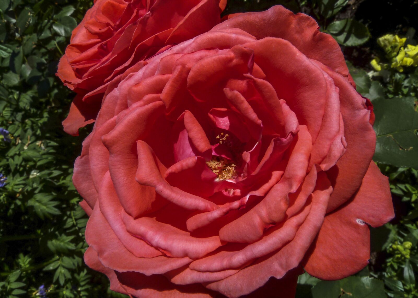 Panasonic DMC-ZS6 sample photo. Red, rose, flower photography