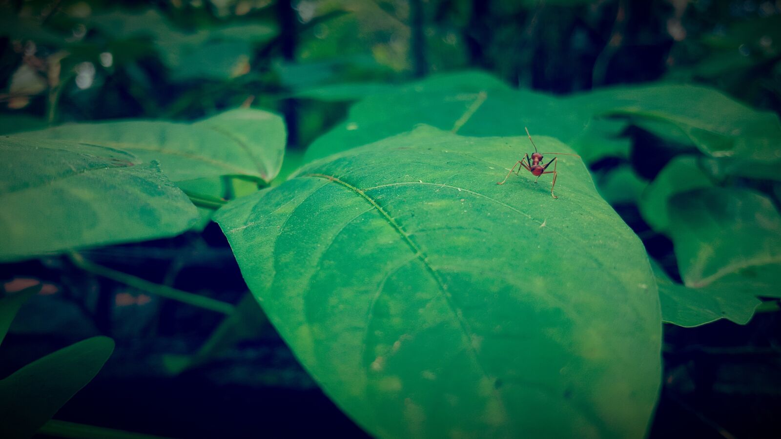 Samsung Galaxy S6 sample photo. Weaver ant, green leaf photography