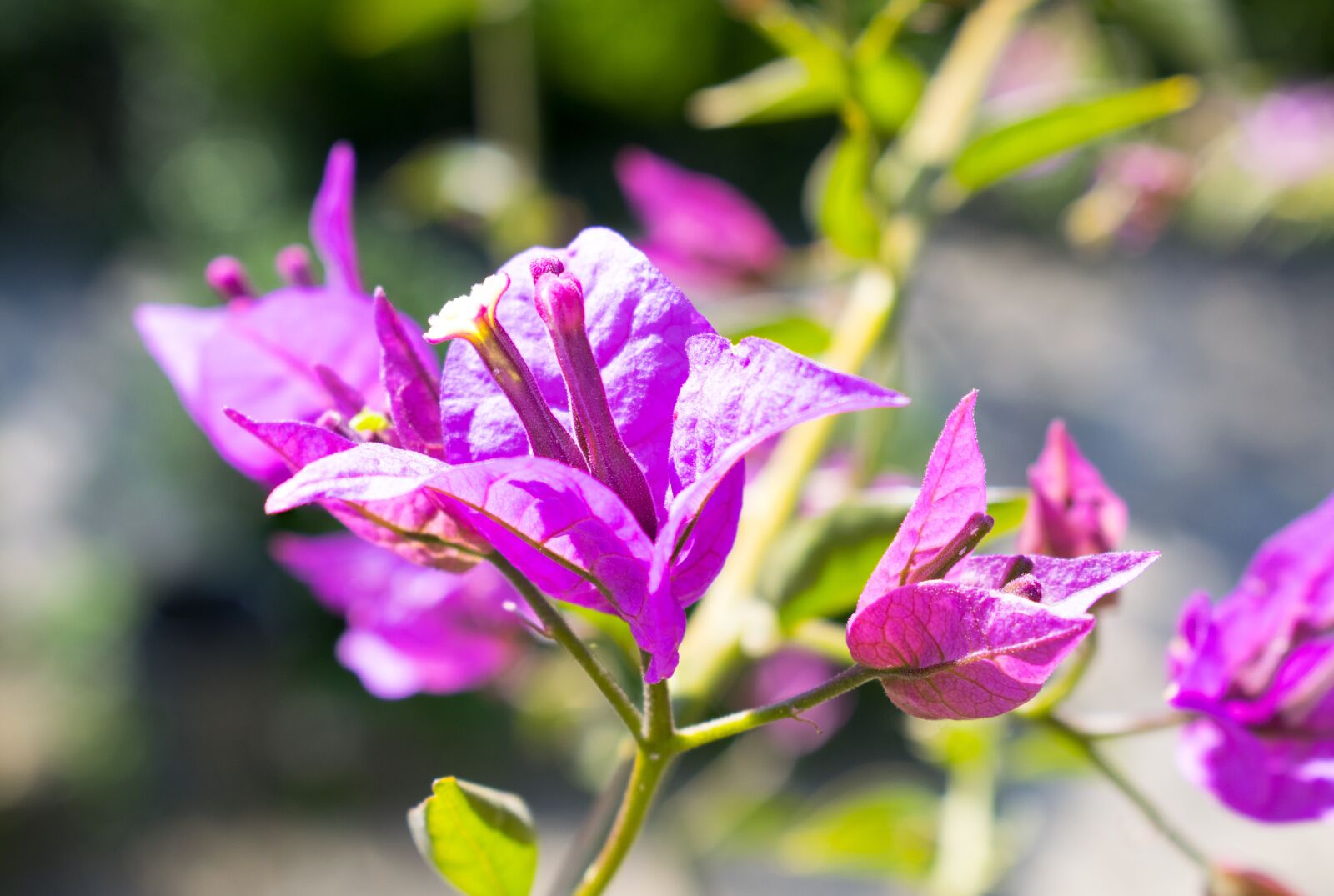 Nikon D5300 sample photo. Pink, flowers, nature photography