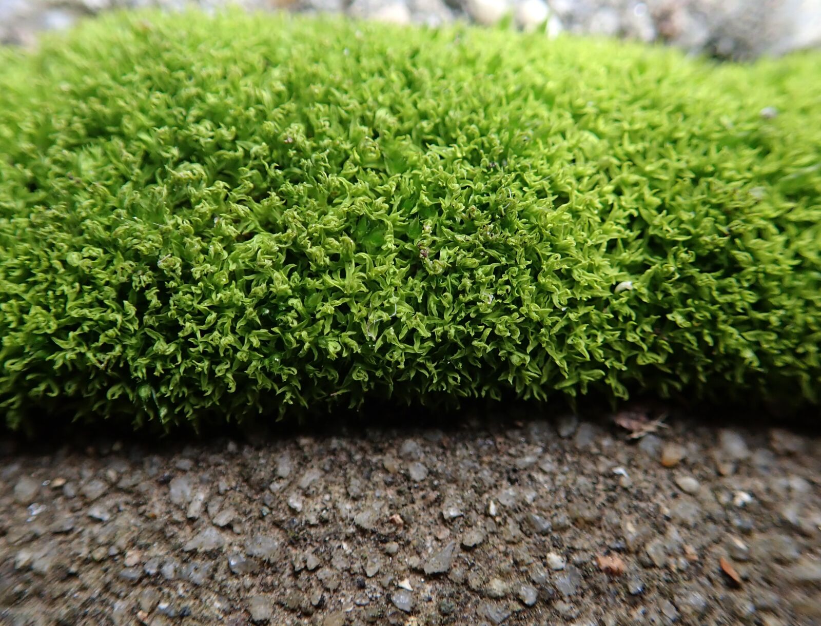 Olympus TG-5 sample photo. Moss, green, growth photography