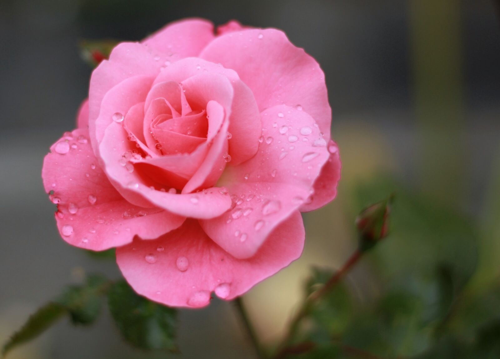 Canon EOS 1200D (EOS Rebel T5 / EOS Kiss X70 / EOS Hi) + Canon EF 50mm F1.8 STM sample photo. Rose, pink rose, flower photography