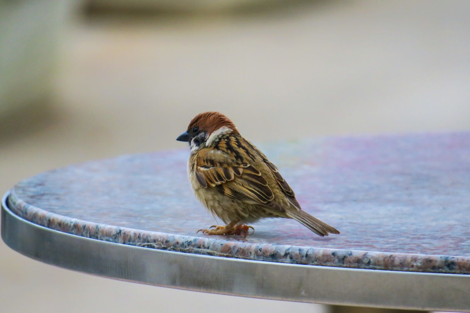 Canon PowerShot G3 X sample photo. Bird, nature, outdoor photography