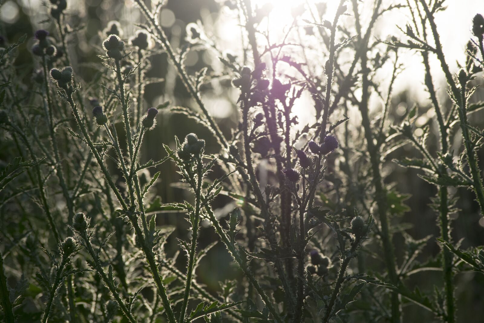 Nikon D3300 sample photo. Grass, green, sunset photography