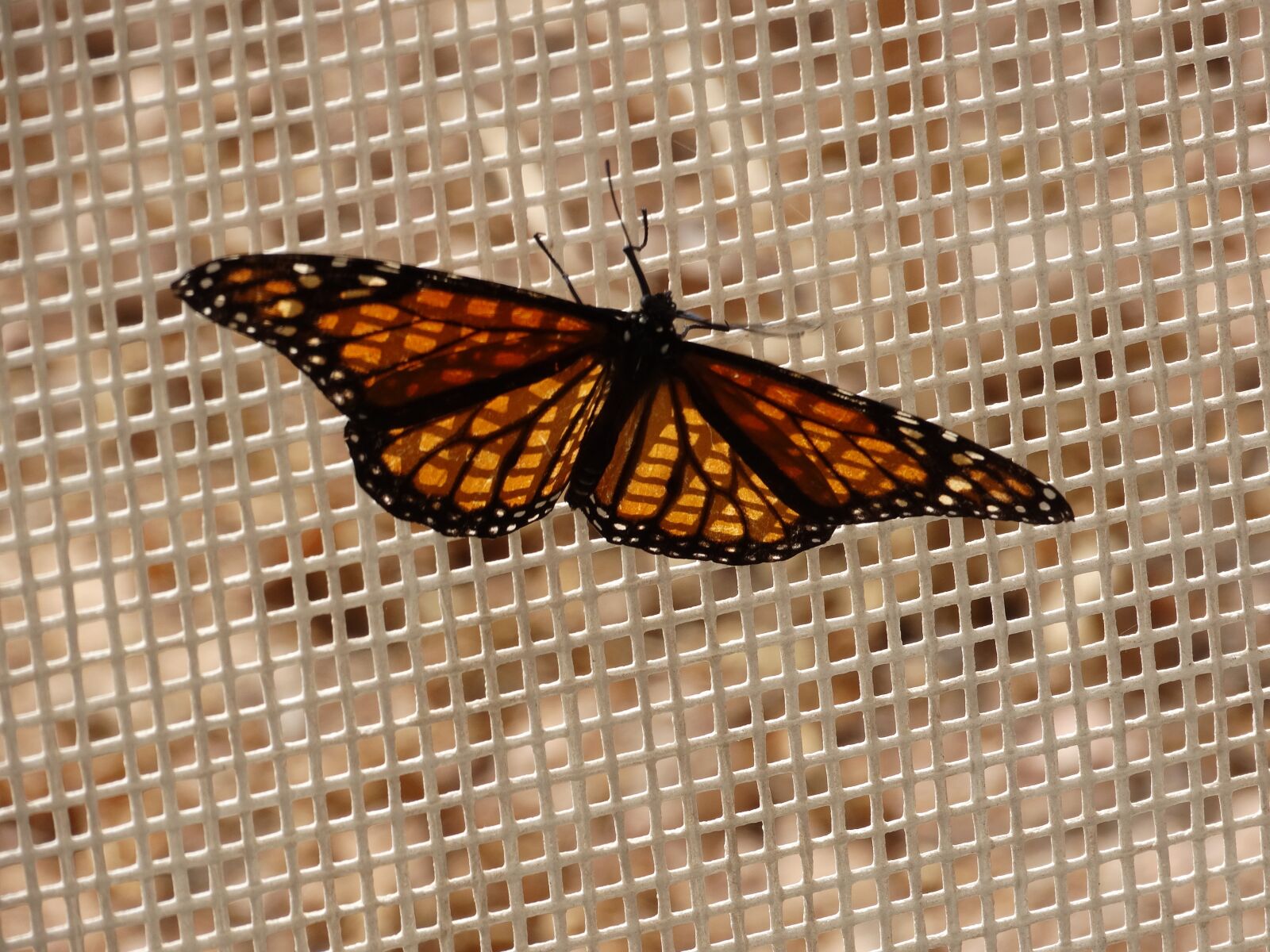 Sony Cyber-shot DSC-HX300 sample photo. Butterfly, monarch, wings photography
