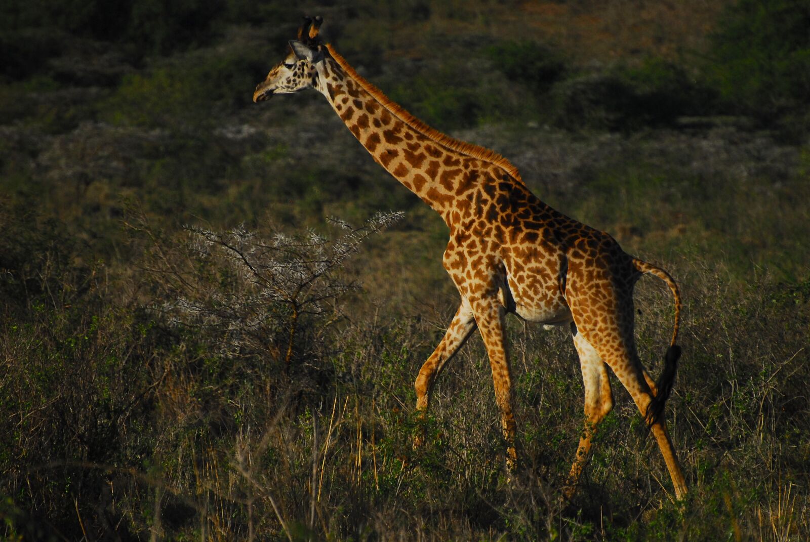 Nikon D200 sample photo. Giraffe, endangered species, kenya photography