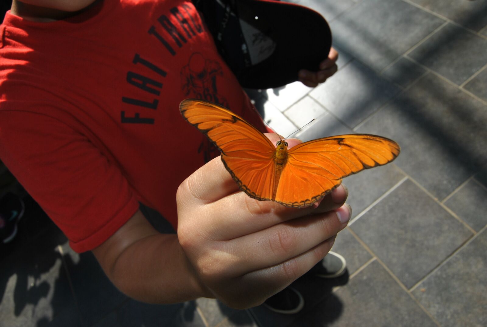 Nikon D3000 sample photo. Butterfly, wings, insect photography