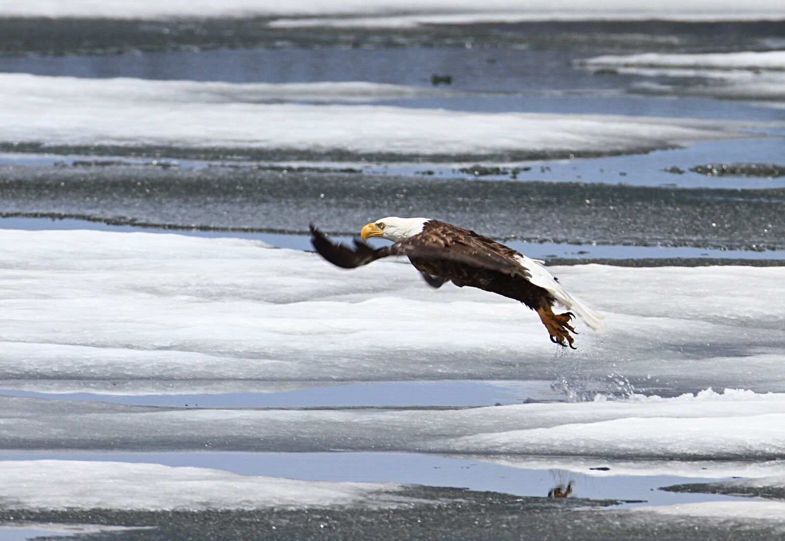 Canon EOS 7D sample photo. Bald eagle, taking flight photography