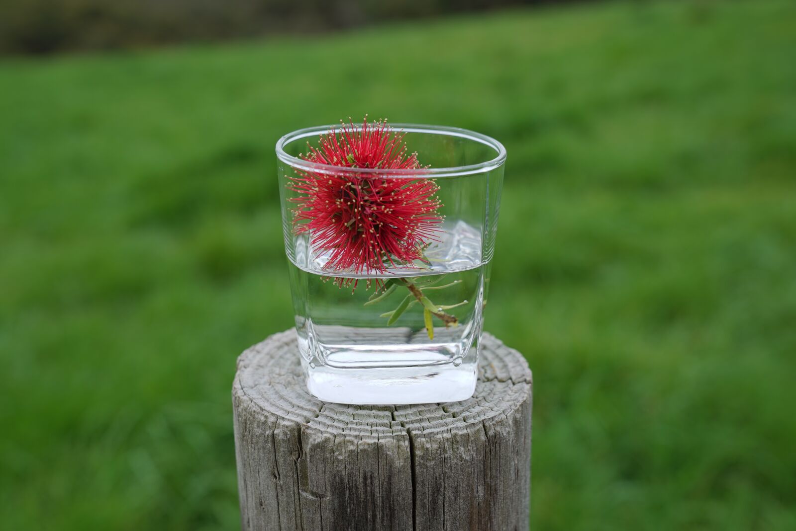Sony a7S + Sony FE 24-70mm F2.8 GM sample photo. Bottle brush flowers, in photography